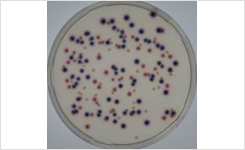 Chromogenic media