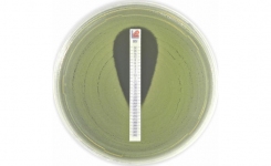 MIC test strip