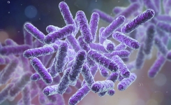 Gram Negative Bacteria