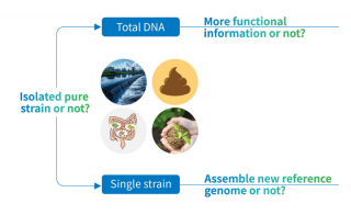 Comprehensive Genomic Solutions: Identify Your Microbial Samples with Novogene