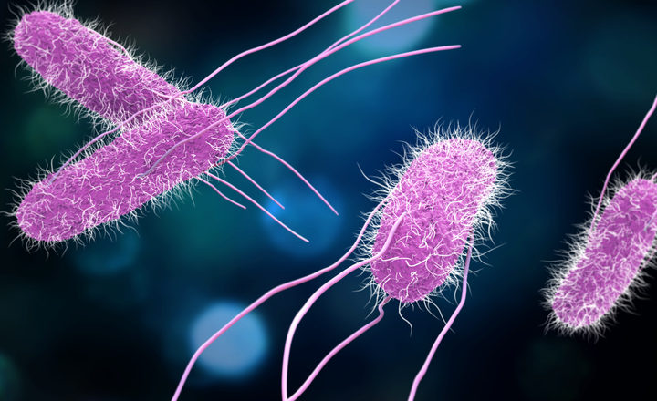 Serotyping Salmonella Using MALDI-TOF and AI