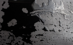 Listeria monocytogenes in Biofilms