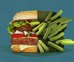 Food safety concept showing a hamburger and bacteria