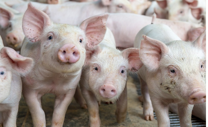Lymphatic tissue is a significant Salmonella reservoir in US hogs