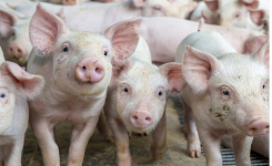 Lymphatic tissue is a significant Salmonella reservoir in US hogs