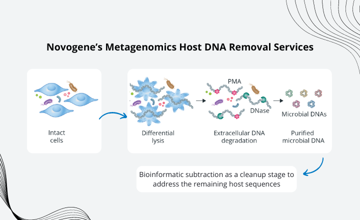 Learn About Novogene&rsquo;s Metagenomics Host DNA Removal Service