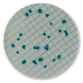 2326_Biorad_dish